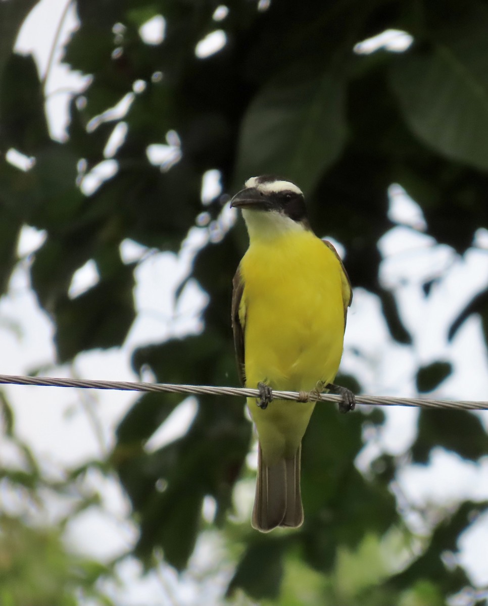 Пітанга-великодзьоб - ML646670934