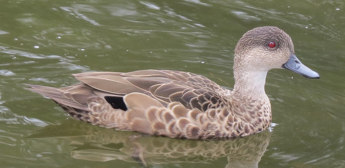 Gray Teal - ML646670937