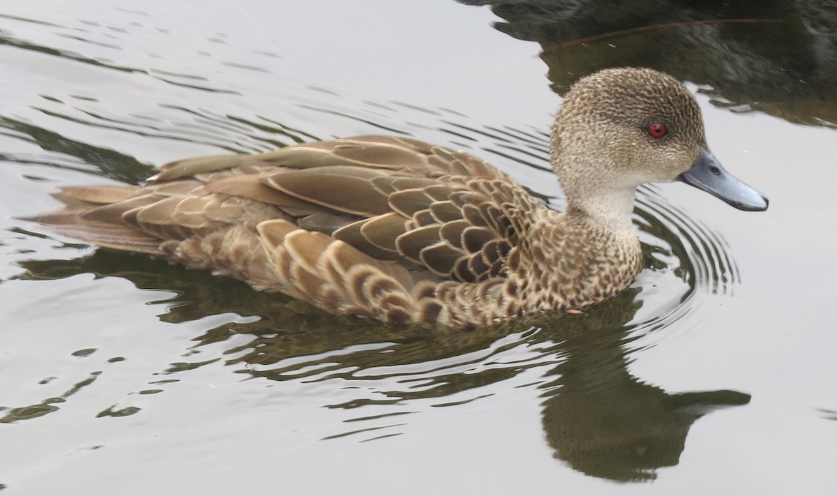 Gray Teal - ML646670938