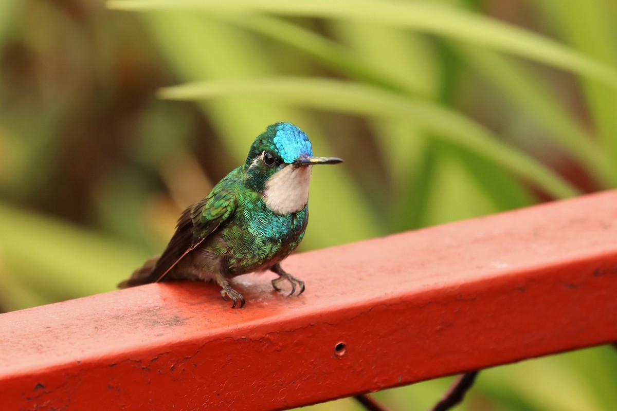 Ak Gerdanlı Dağmücevheri - ML646670942