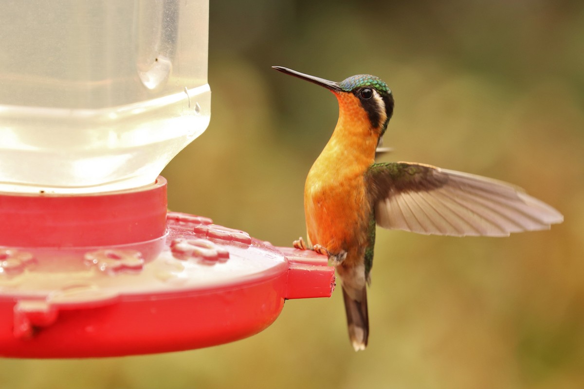 Ak Gerdanlı Dağmücevheri - ML646670943