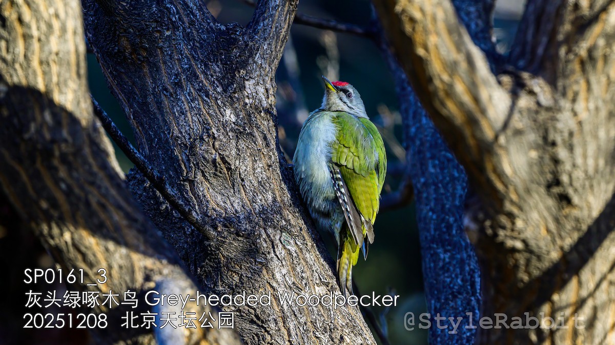 Gray-headed Woodpecker - ML646670946