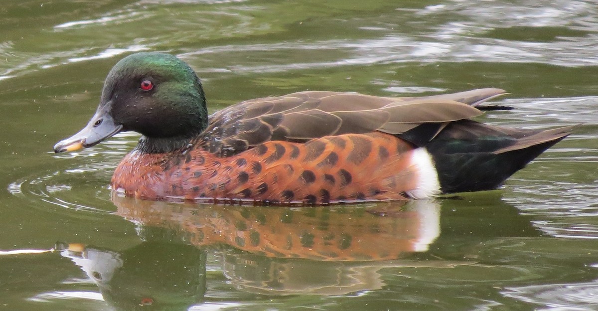 Chestnut Teal - ML646670948