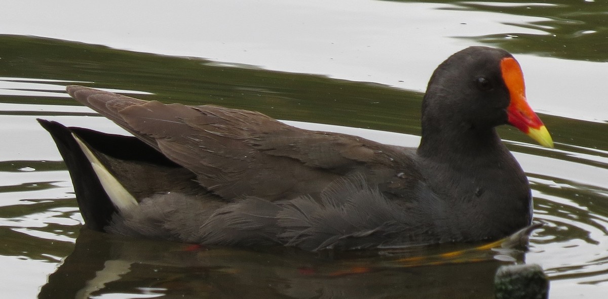 Dusky Moorhen - ML646670953