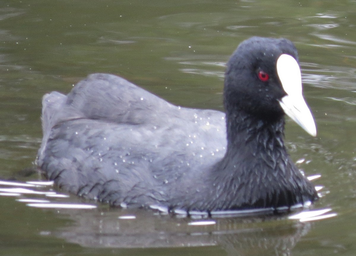 白冠雞 - ML646670957