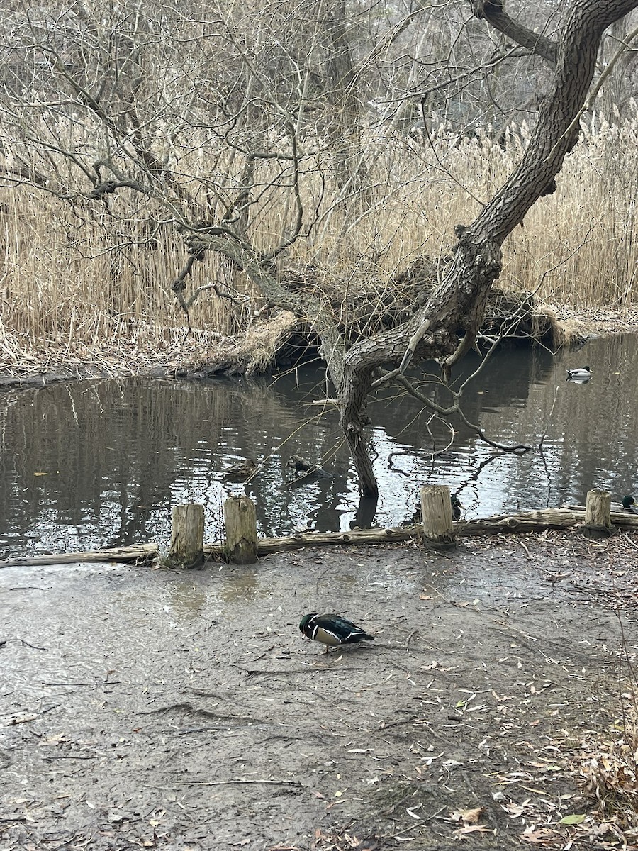 Wood Duck - ML646670963