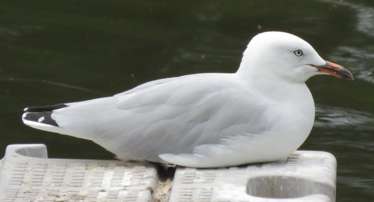 紐澳紅嘴鷗(novaehollandiae/forsteri) - ML646670964