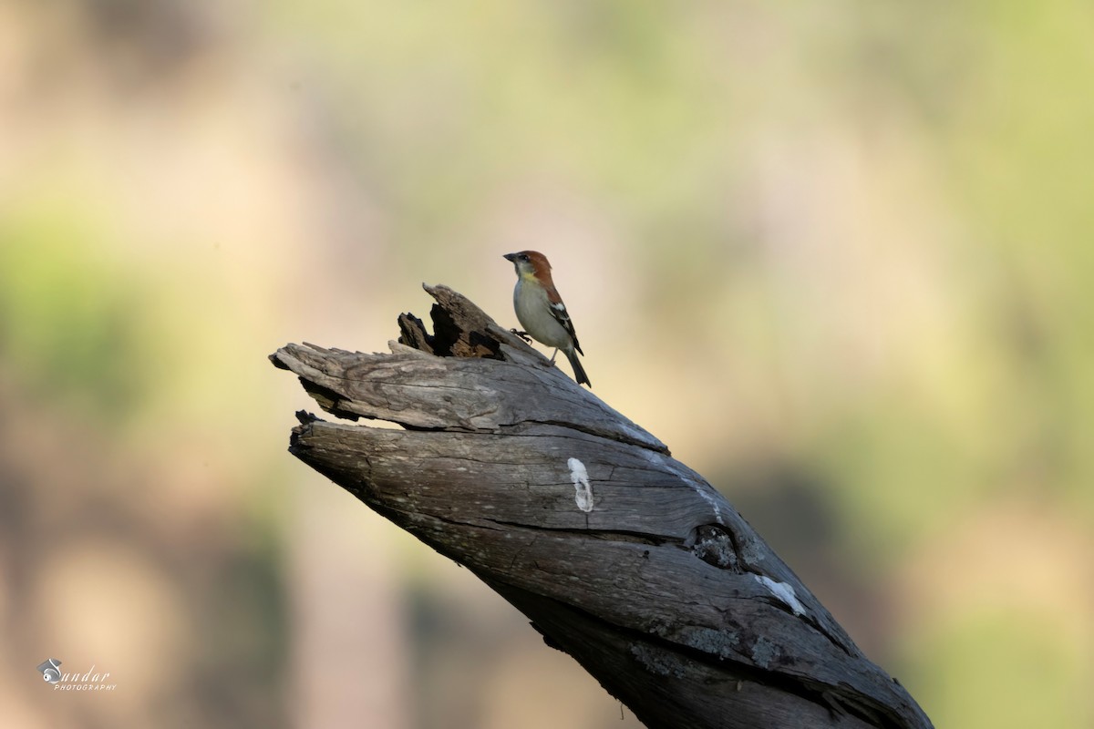 Горобець рудий - ML646670965