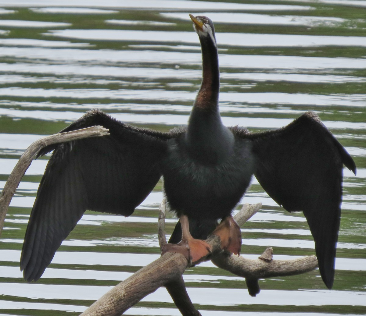 Australasian Darter - ML646670972