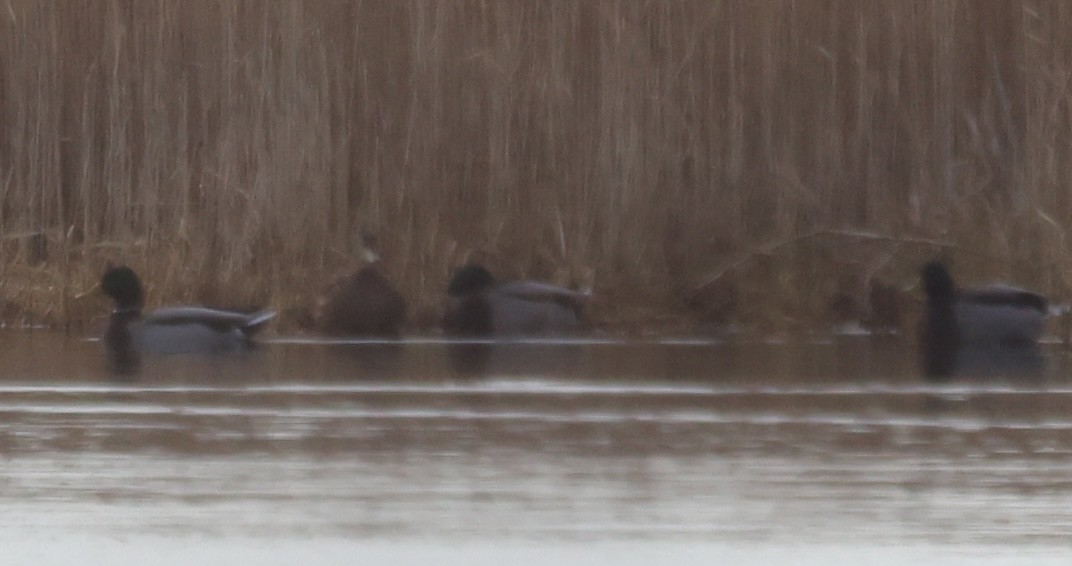 Mallard - ML646670973