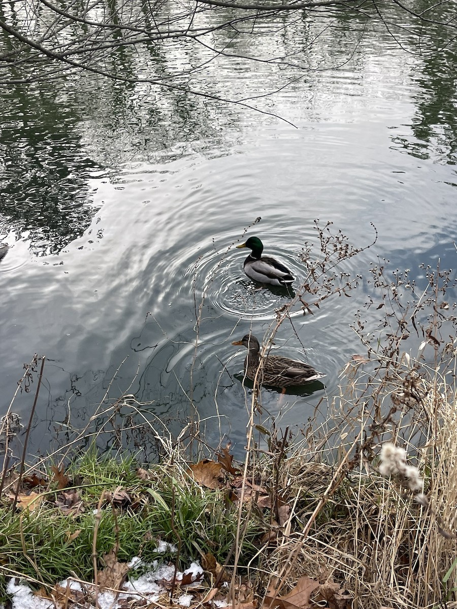 Mallard - ML646670975