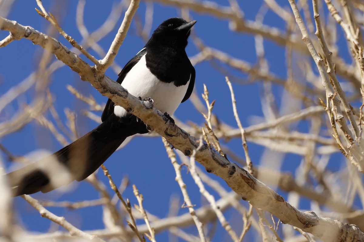 straka americká - ML646670976