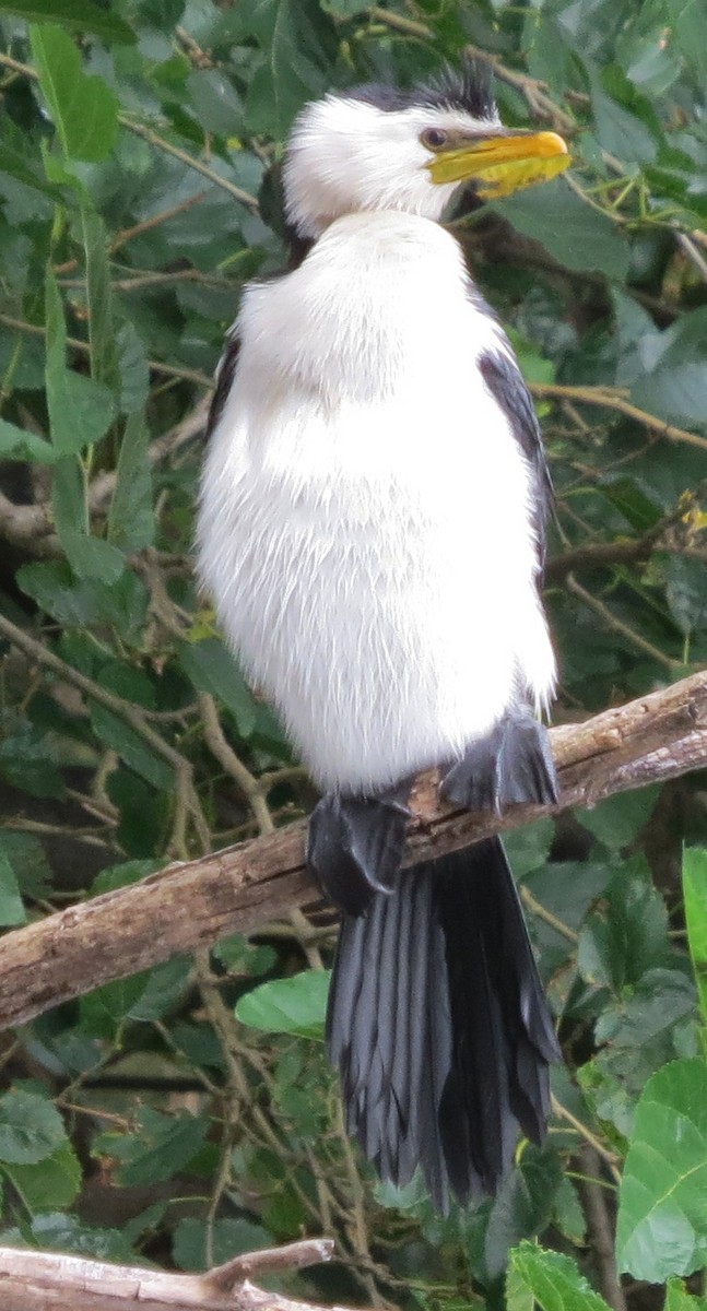 Little Pied Cormorant - ML646670978