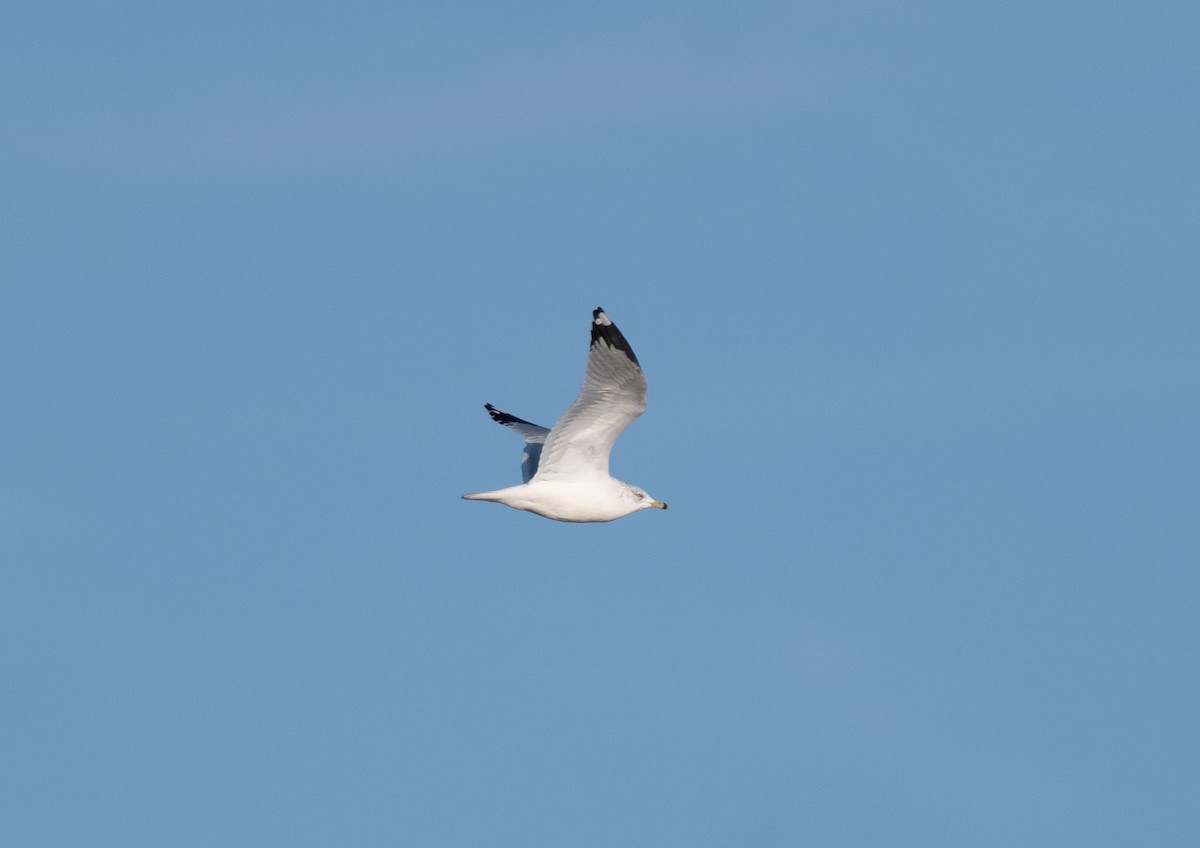 racek kroužkozobý - ML646670979