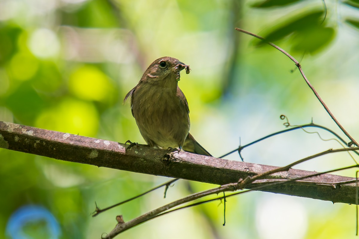 シロハラベニイタダキ - ML646670980