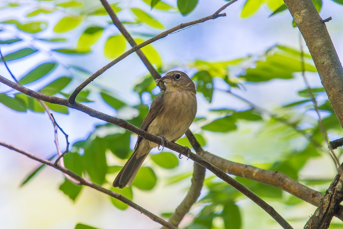 シロハラベニイタダキ - ML646670981