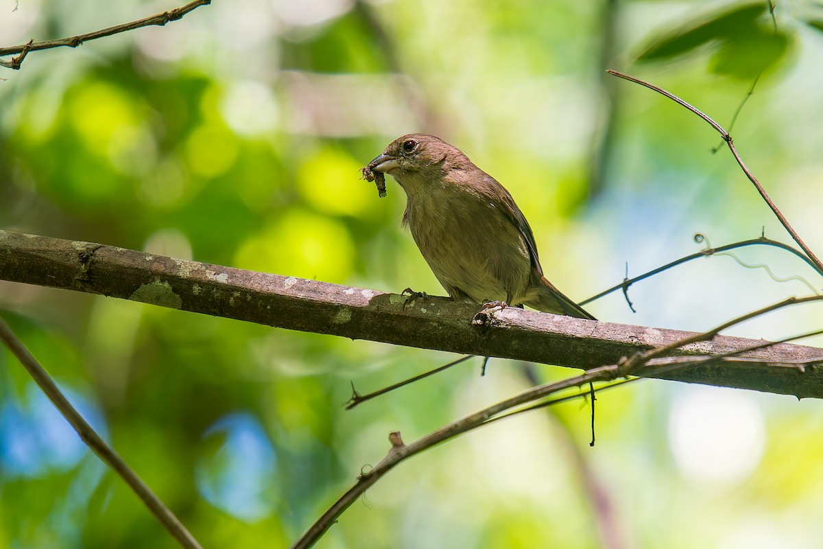 シロハラベニイタダキ - ML646670982