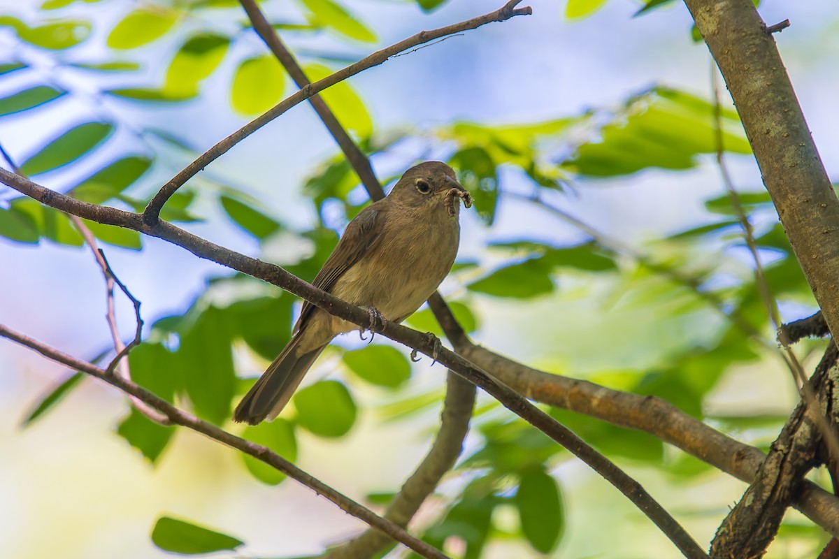 シロハラベニイタダキ - ML646670983