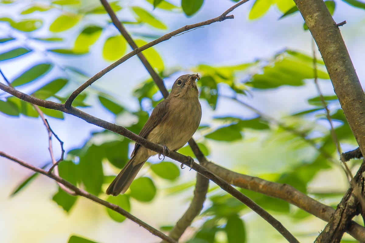 シロハラベニイタダキ - ML646670984