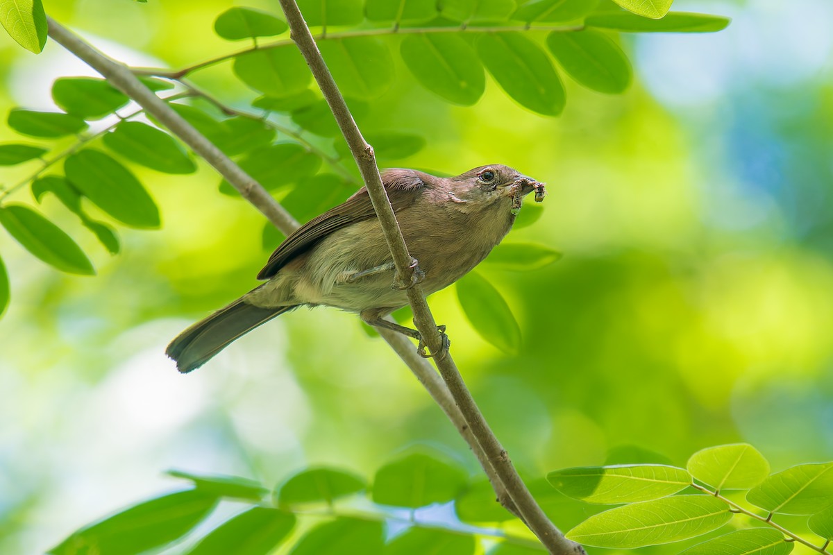 シロハラベニイタダキ - ML646670985