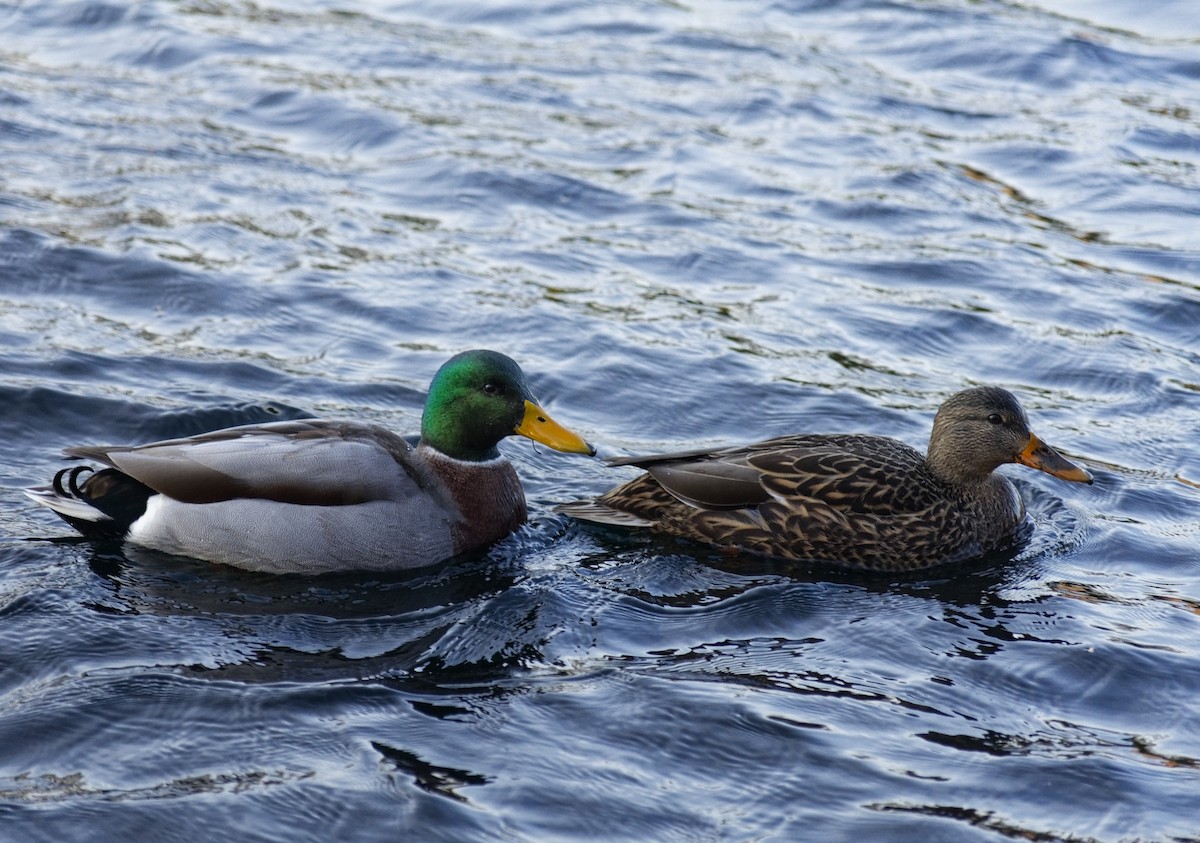 マガモ - ML646670986