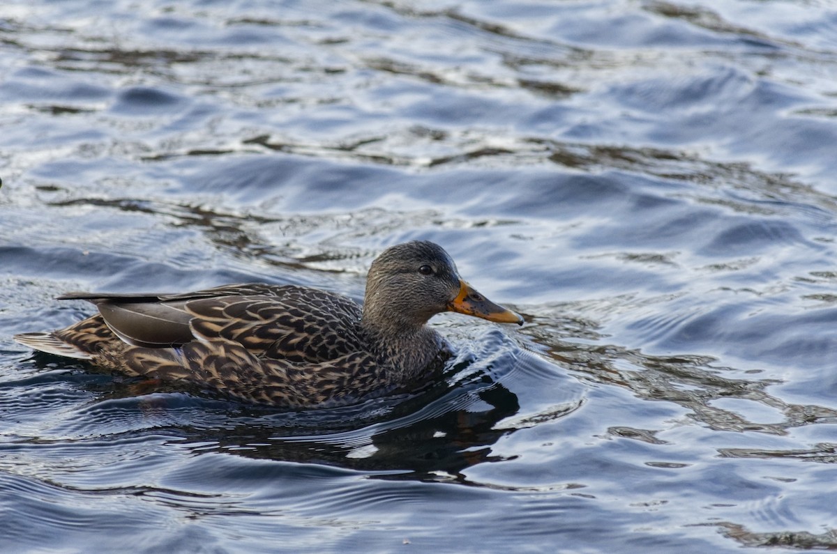 マガモ - ML646670987