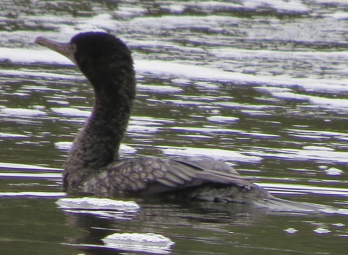 Little Black Cormorant - ML646670989