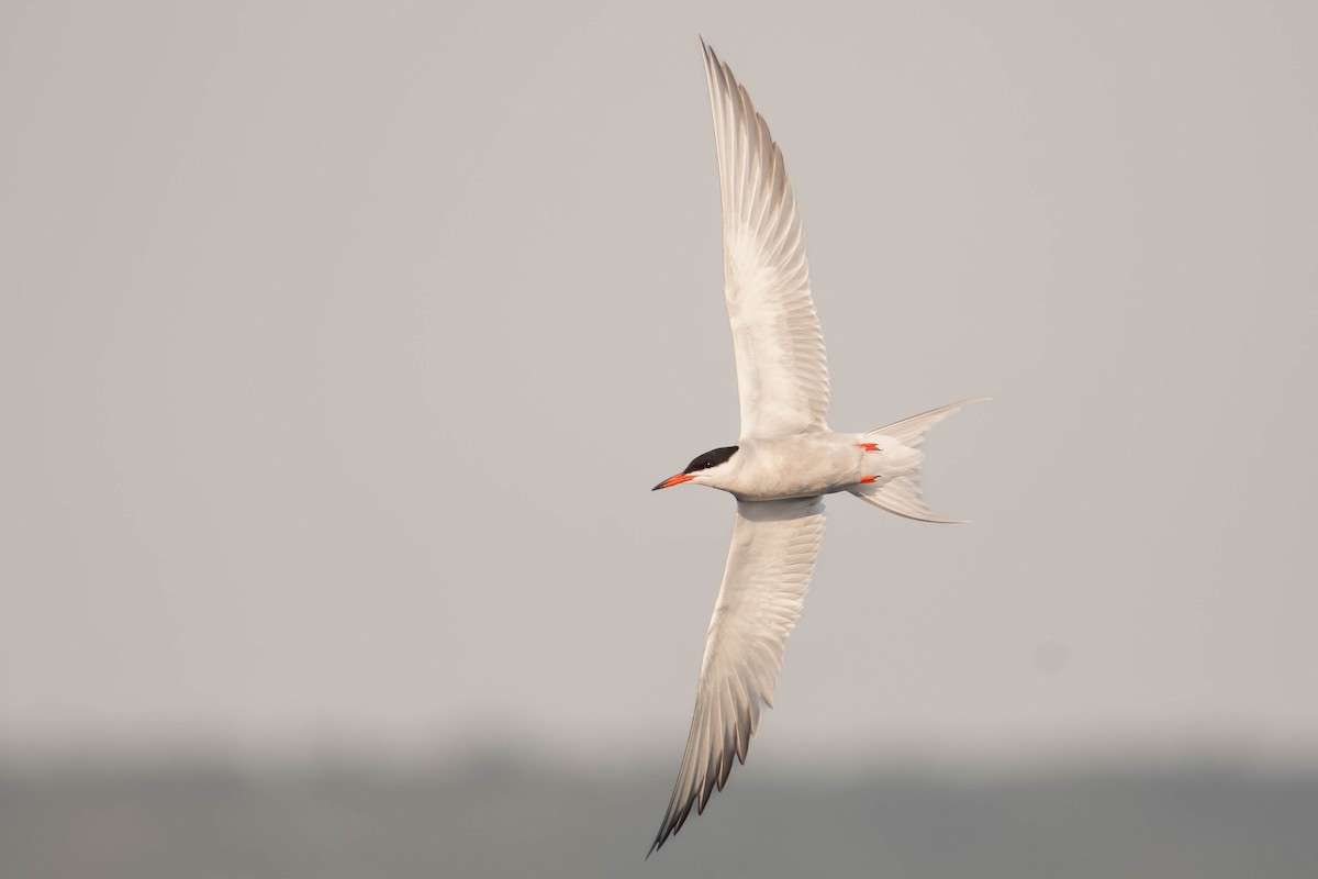 Charrán Común - ML646670990