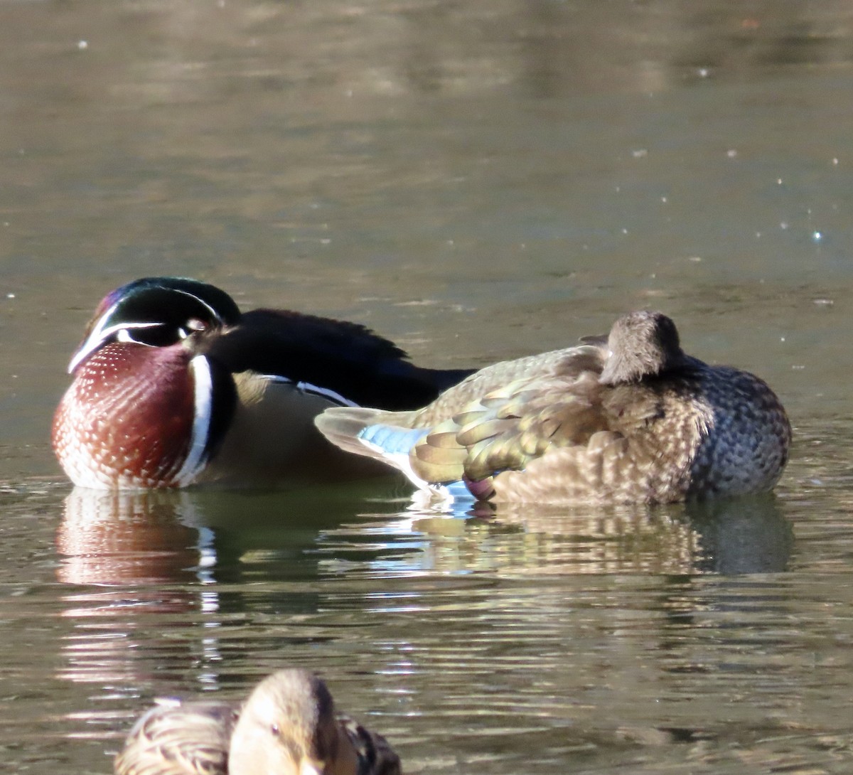 Wood Duck - ML646670992