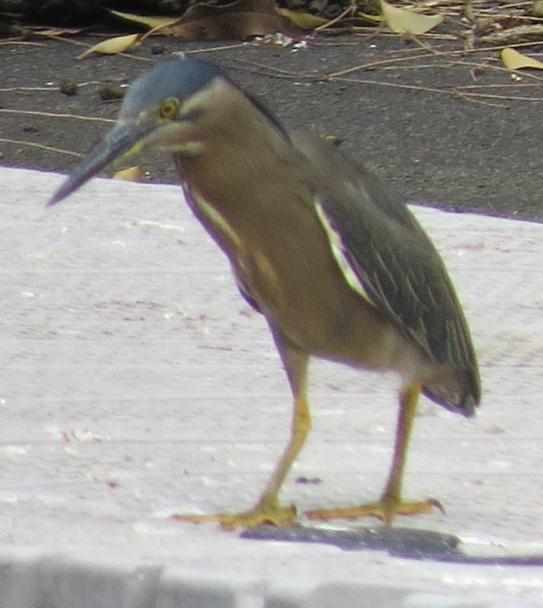 綠簑鷺 - ML646670995