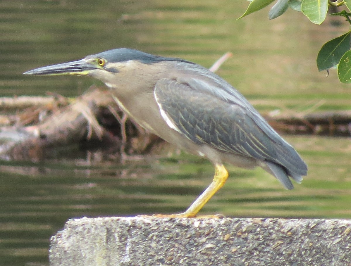 綠簑鷺 - ML646670996
