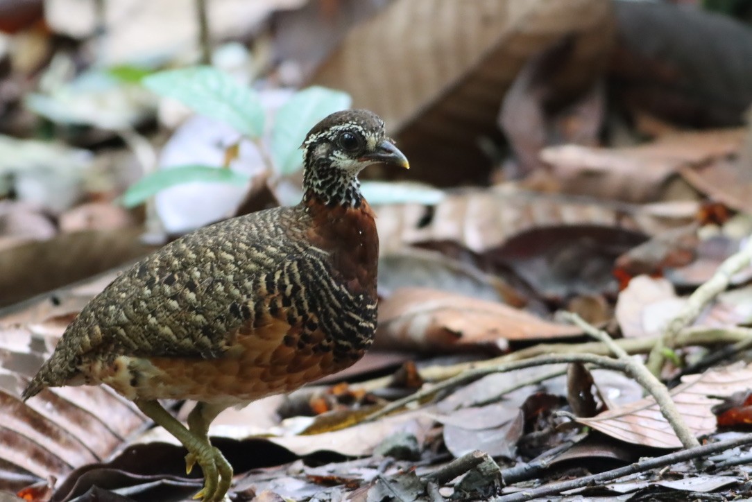 Sabah Partridge - ML646671000