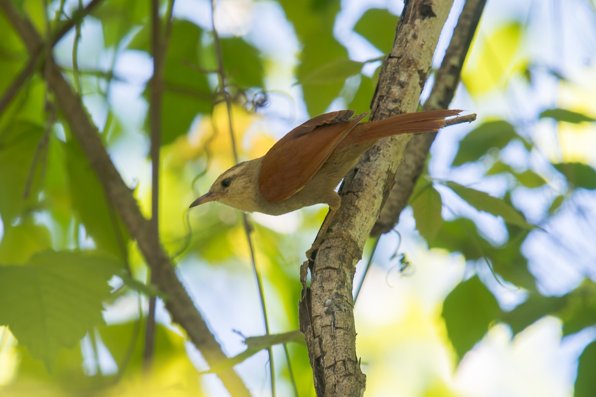 ハイガシラカマドドリ - ML646671001