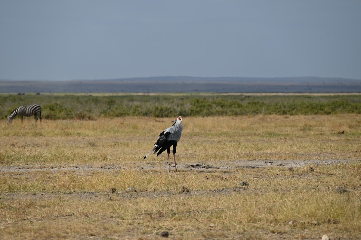 Secretarybird - ML646671004