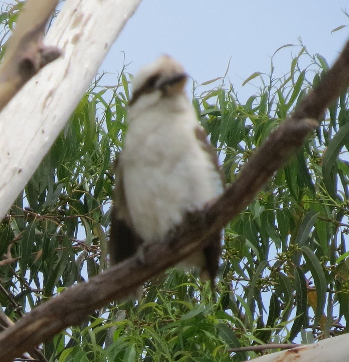 Laughing Kookaburra - ML646671005