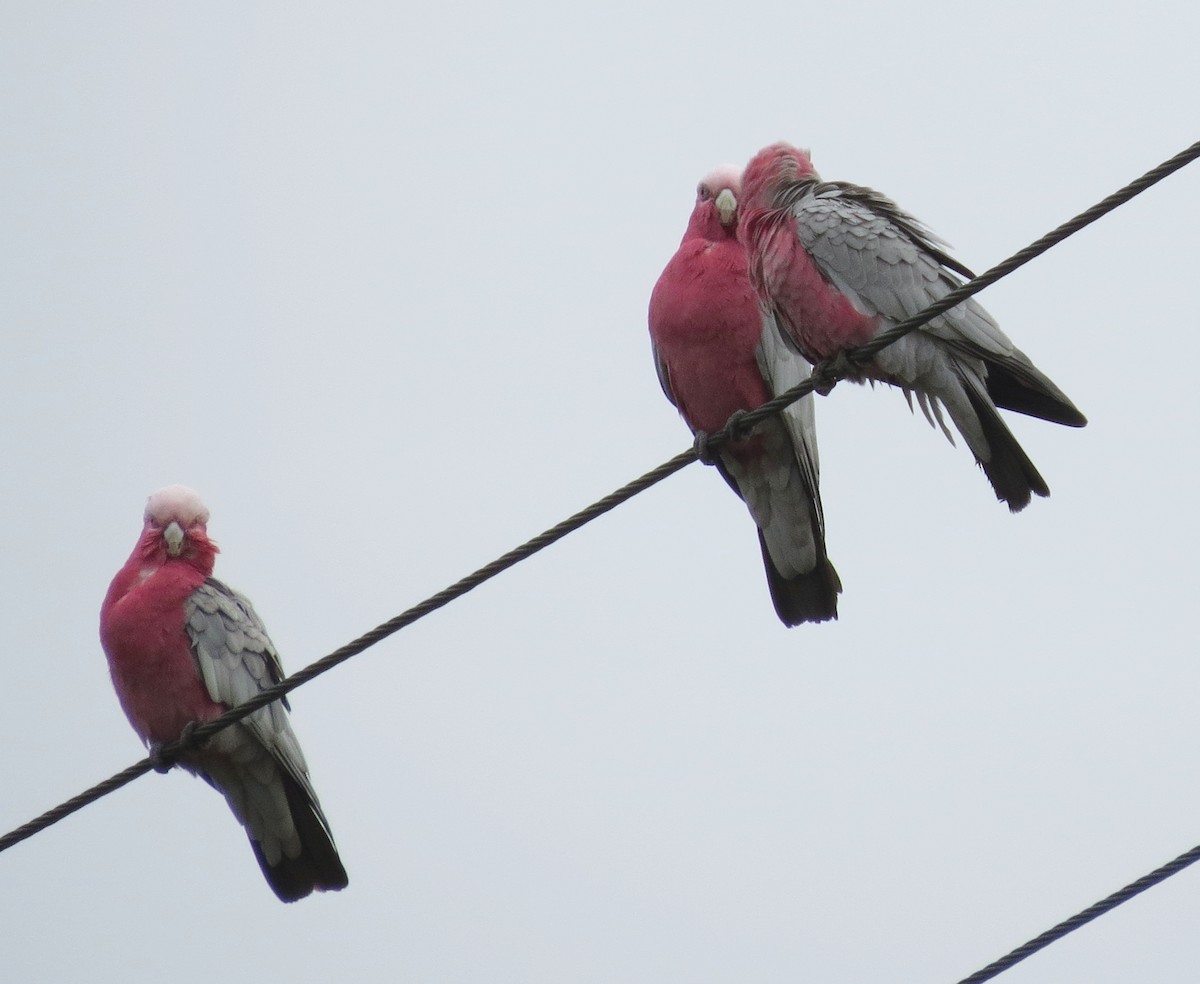 Galah - ML646671008