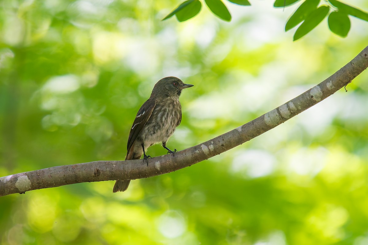 カーティンガクロタイランチョウ - ML646671010
