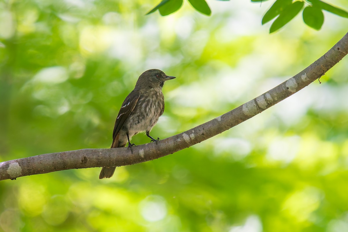 カーティンガクロタイランチョウ - ML646671011