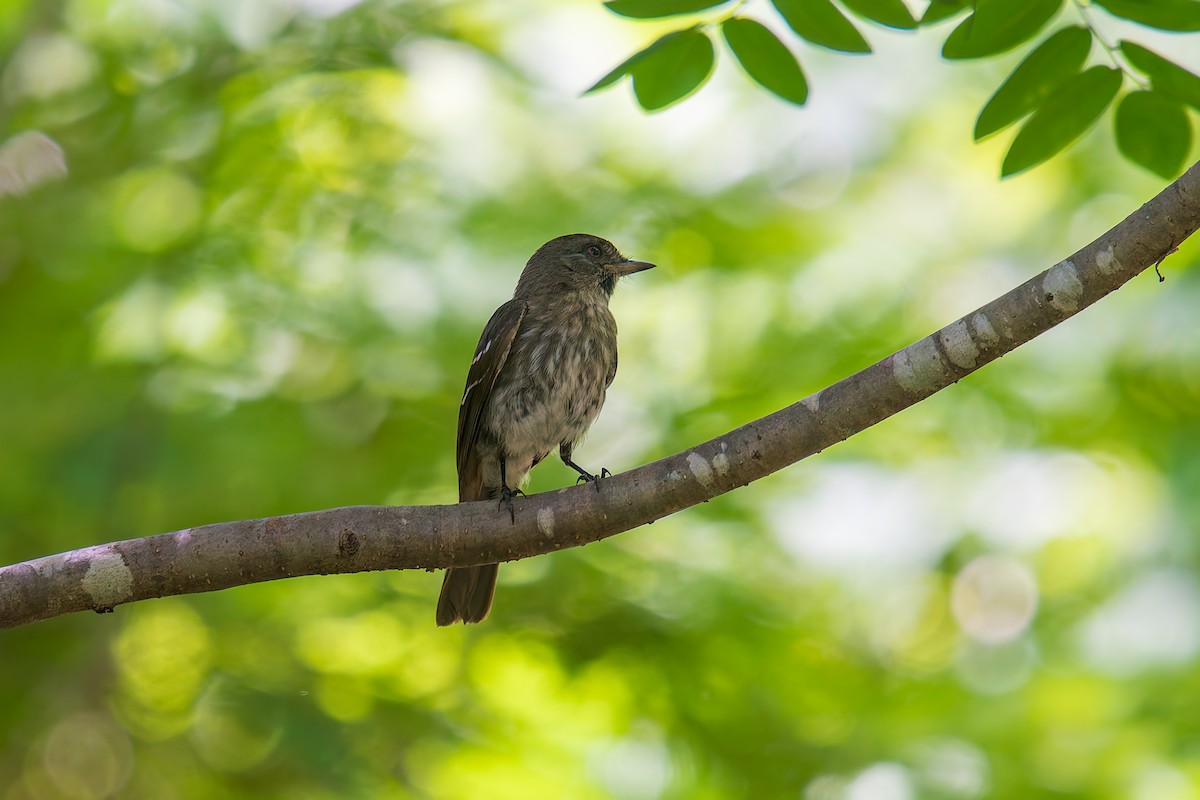 カーティンガクロタイランチョウ - ML646671013
