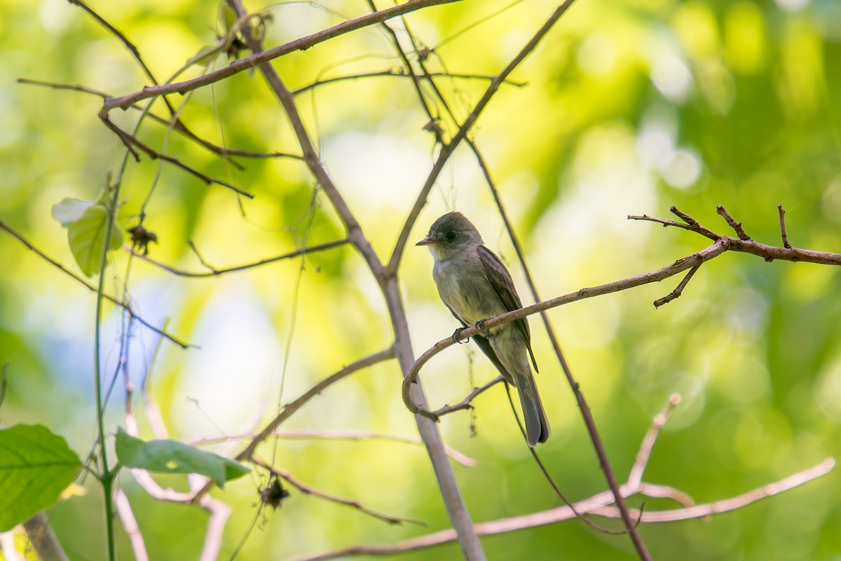 Southern Tropical Pewee - ML646671014
