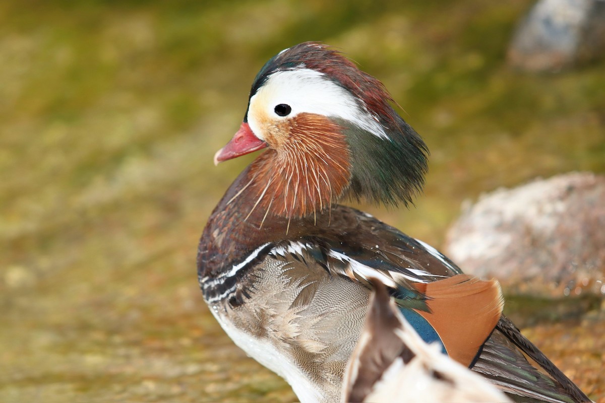 Mandarin Duck - ML646671016