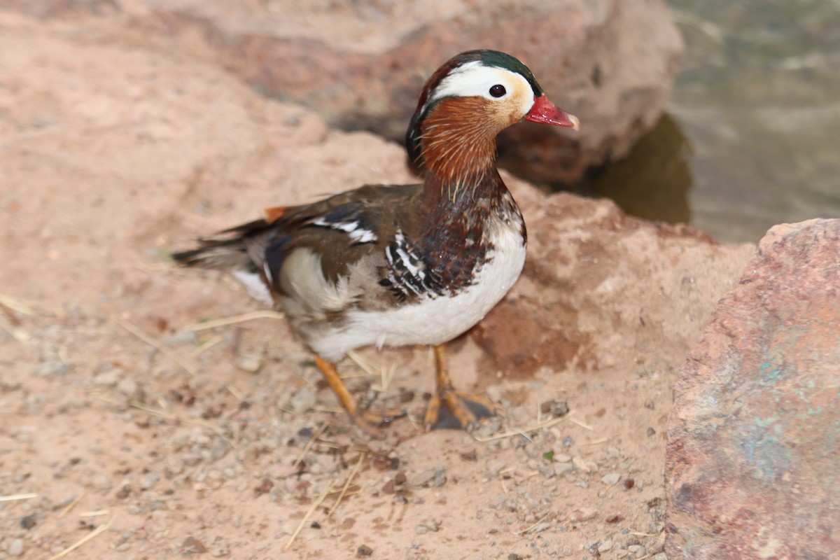 Mandarin Duck - ML646671017