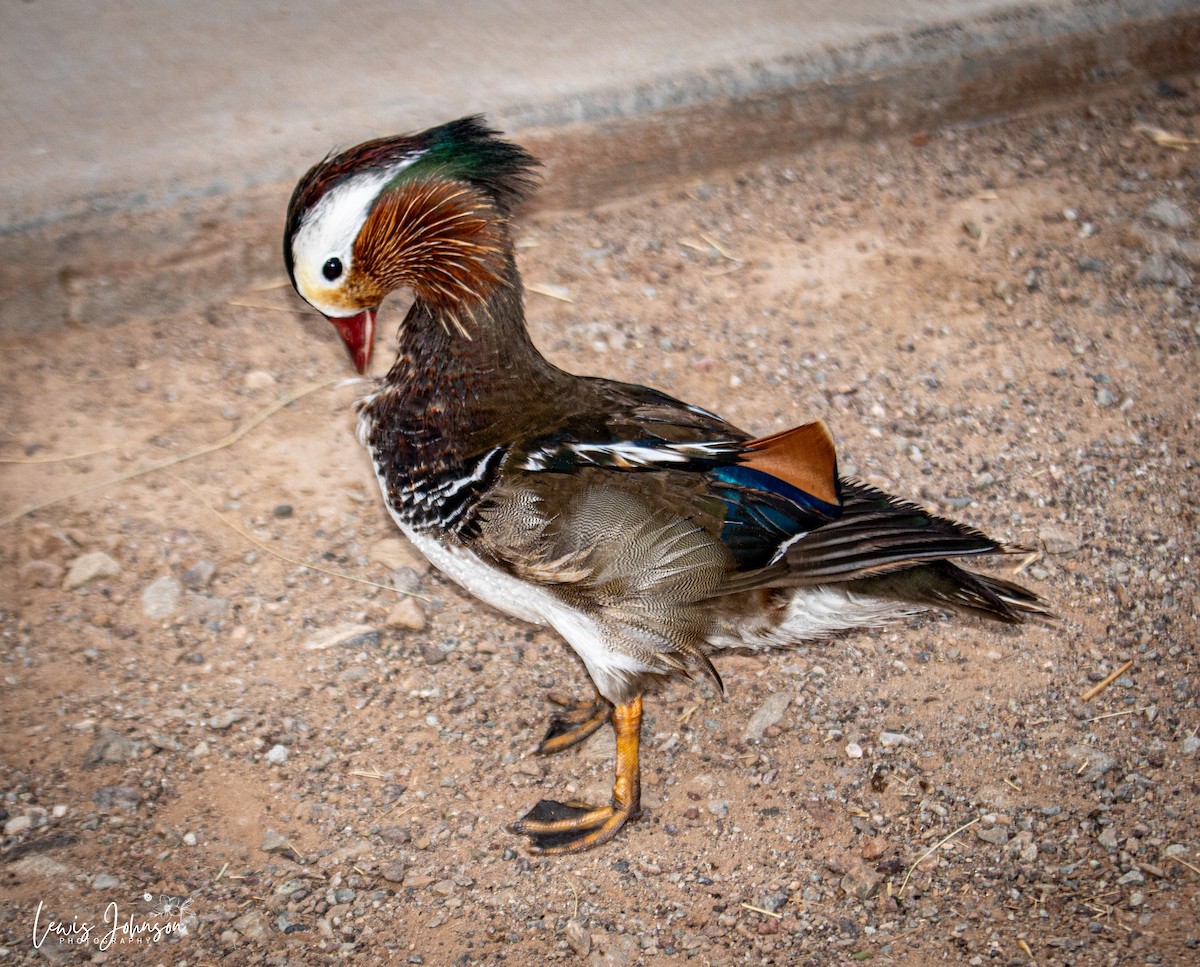 Mandarin Duck - ML646671018