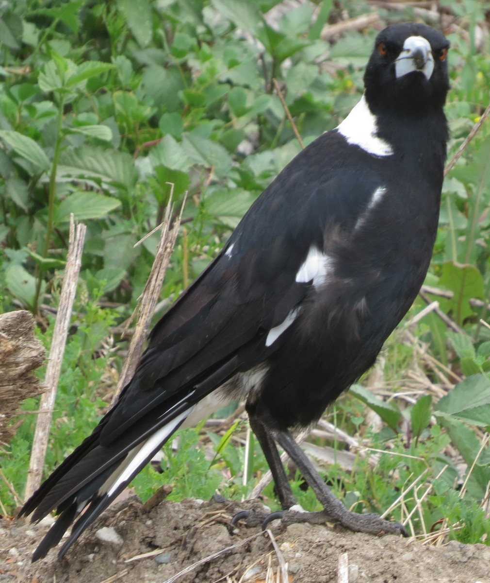 Australian Magpie (Black-backed) - ML646671022