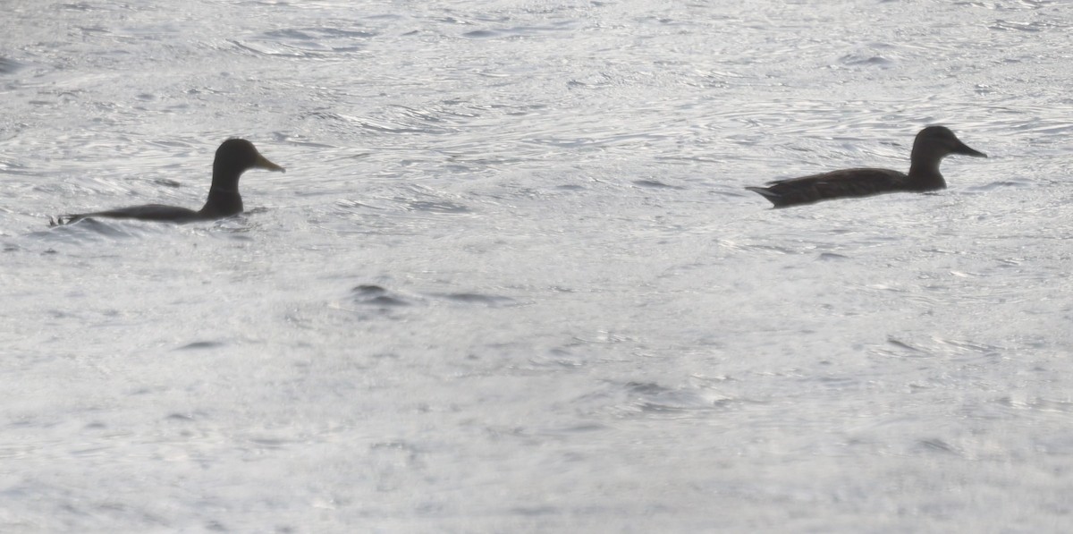 American Black Duck - ML646671026