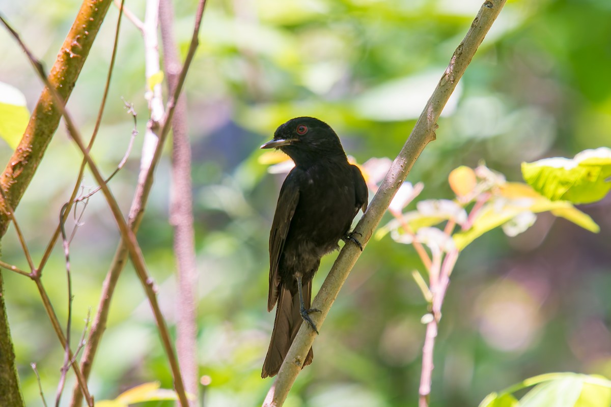 カーティンガクロタイランチョウ - ML646671027