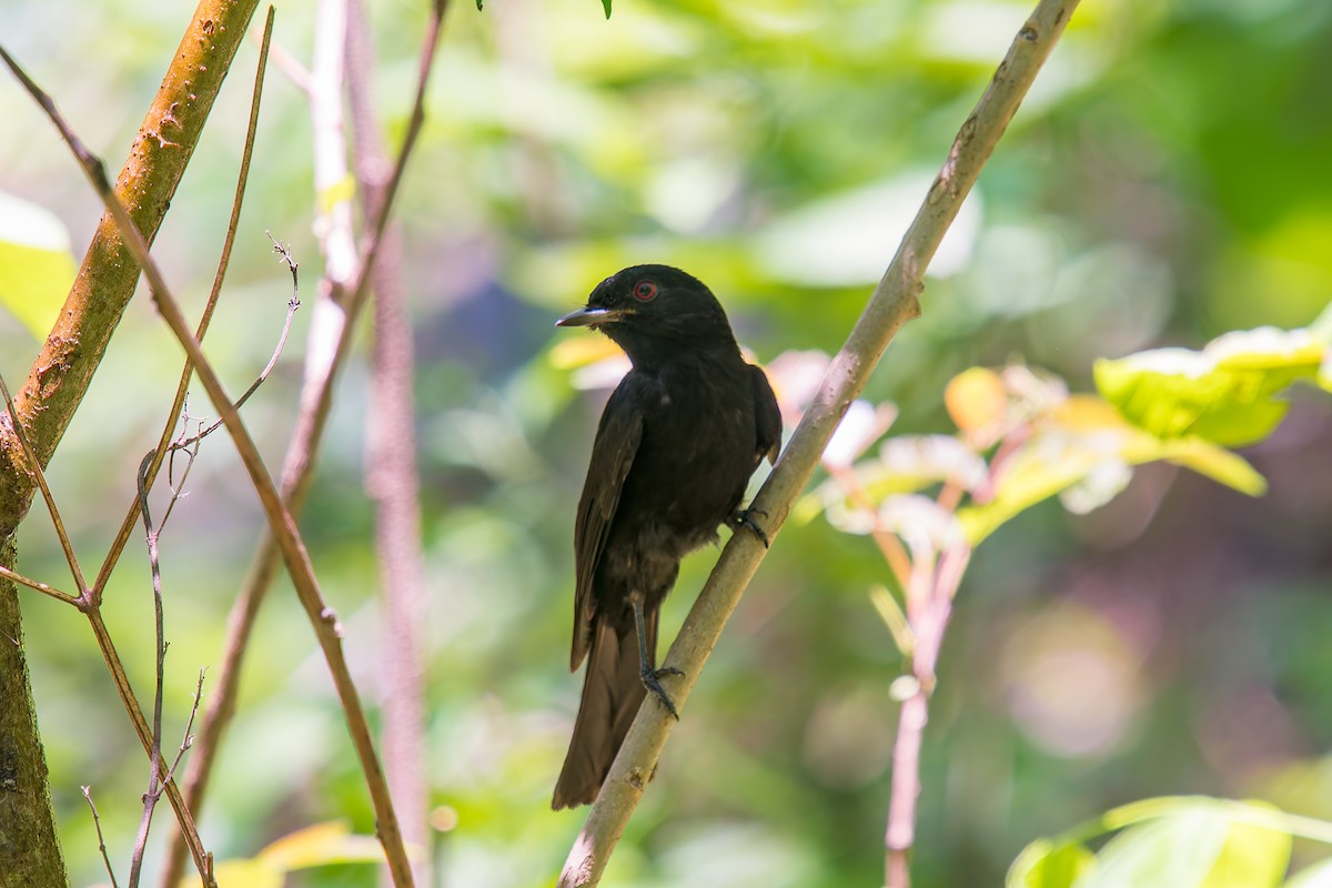 Caatinga Black-Tyrant - ML646671028