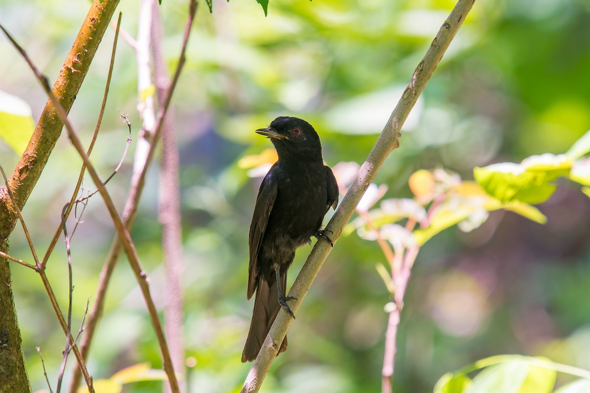 Caatinga Black-Tyrant - ML646671029