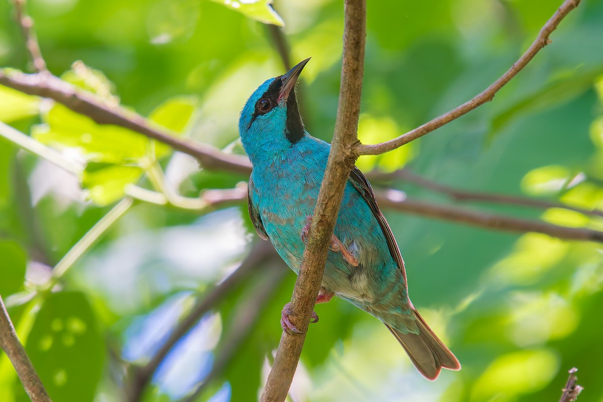 Blue Dacnis - ML646671030