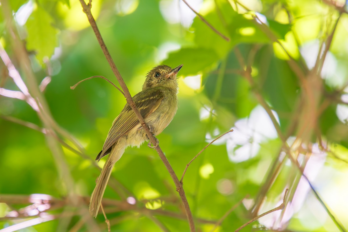 Sepia-capped Flycatcher - ML646671031